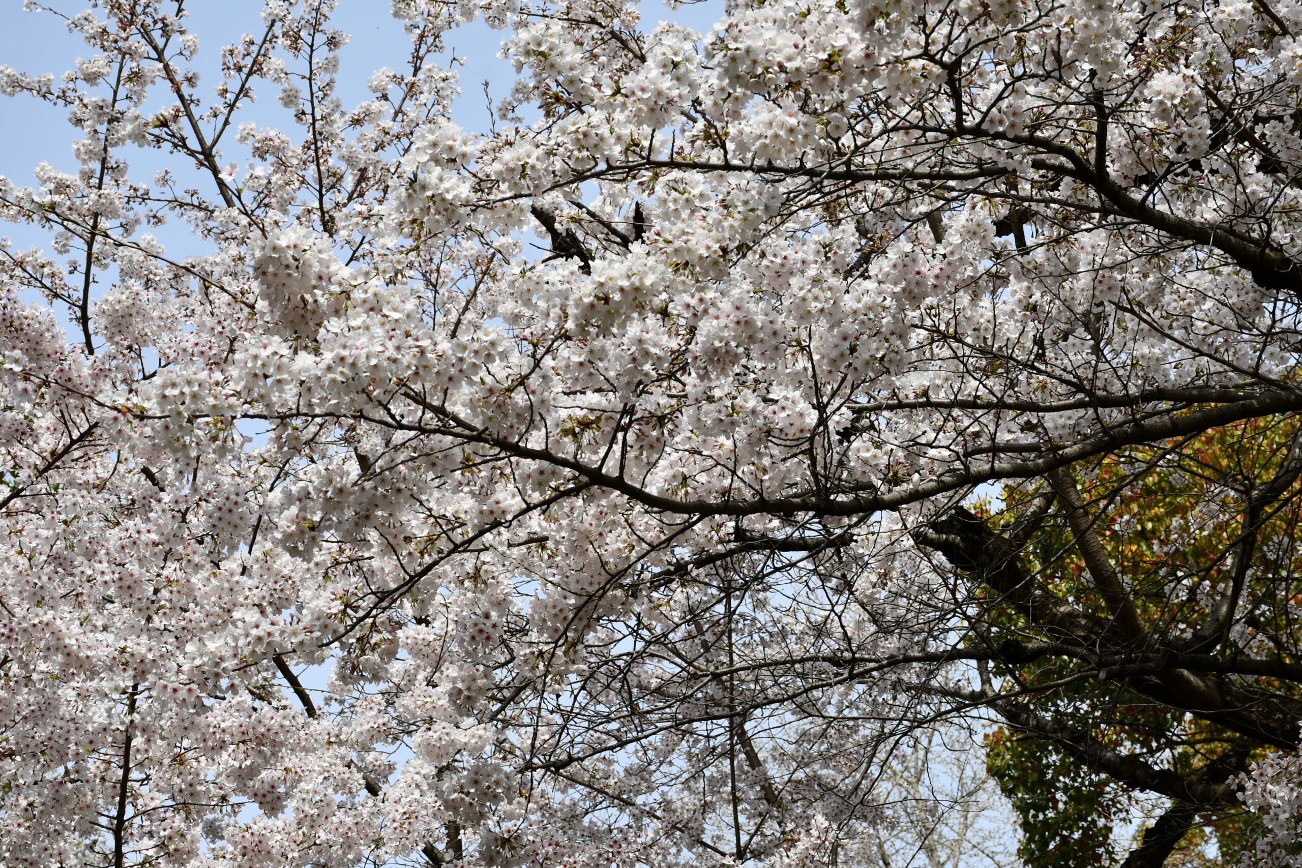 撮影 Nikon D5700　桜　